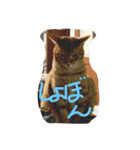 evryday cat's（個別スタンプ：1）