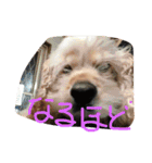 evryday cat's（個別スタンプ：2）