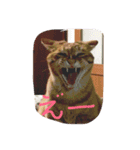evryday cat's（個別スタンプ：3）