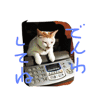 evryday cat's（個別スタンプ：6）
