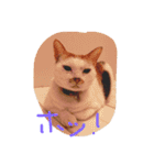 evryday cat's（個別スタンプ：7）