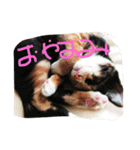 evryday cat's（個別スタンプ：8）