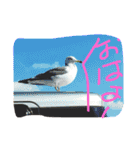evryday cat's（個別スタンプ：9）