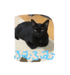 evryday cat's（個別スタンプ：10）