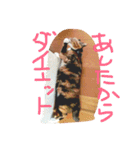 evryday cat's（個別スタンプ：11）