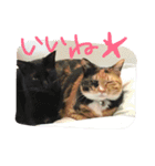 evryday cat's（個別スタンプ：12）
