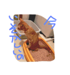 evryday cat's（個別スタンプ：13）