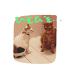 evryday cat's（個別スタンプ：15）