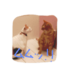 evryday cat's（個別スタンプ：16）