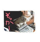 evryday cat's（個別スタンプ：17）