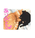evryday cat's（個別スタンプ：19）