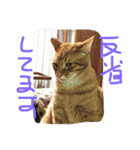 evryday cat's（個別スタンプ：20）