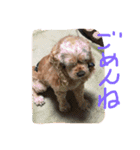 evryday cat's（個別スタンプ：21）