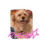 evryday cat's（個別スタンプ：22）