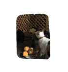 evryday cat's（個別スタンプ：23）