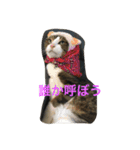 梅子と仲間たち（個別スタンプ：5）
