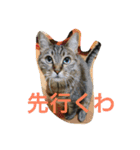 梅子と仲間たち（個別スタンプ：12）