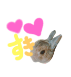 実物の動物たち（個別スタンプ：1）