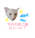 実物の動物たち（個別スタンプ：2）