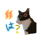 実物の動物たち（個別スタンプ：3）