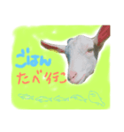 実物の動物たち（個別スタンプ：4）