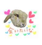 実物の動物たち（個別スタンプ：5）