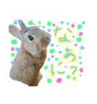 実物の動物たち（個別スタンプ：6）