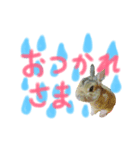 実物の動物たち（個別スタンプ：7）