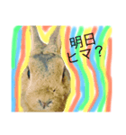 実物の動物たち（個別スタンプ：8）