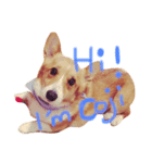 Koji the corgi（個別スタンプ：1）
