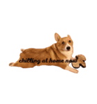 Koji the corgi（個別スタンプ：2）