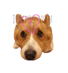 Koji the corgi（個別スタンプ：3）