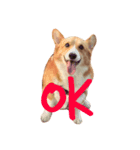 Koji the corgi（個別スタンプ：4）