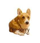 Koji the corgi（個別スタンプ：5）