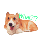 Koji the corgi（個別スタンプ：6）