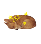 Koji the corgi（個別スタンプ：7）