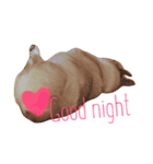 Koji the corgi（個別スタンプ：8）