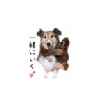 シェルティ かりん1（個別スタンプ：2）