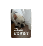 フレンチ ブルドッグ p（個別スタンプ：15）