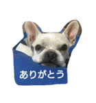 フレンチ ブルドッグ p（個別スタンプ：16）