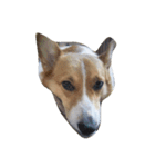 corgy（個別スタンプ：1）