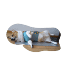 corgy（個別スタンプ：2）