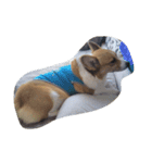 corgy（個別スタンプ：3）