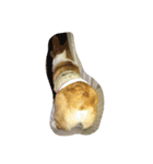 corgy（個別スタンプ：4）