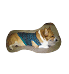 corgy（個別スタンプ：6）