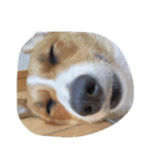 corgy（個別スタンプ：7）