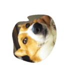 corgy（個別スタンプ：8）