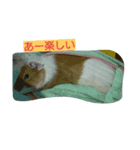 Chachairo（個別スタンプ：3）