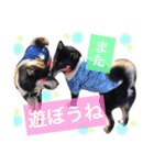 黒柴ケンシロウand黒柴レオ（個別スタンプ：2）