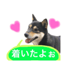黒柴ケンシロウand黒柴レオ（個別スタンプ：6）